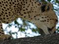 Cheetah Close-up
