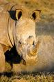 Rhinozeros Close-up
