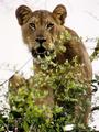Tree Climbing Lioness