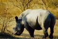 White Rhino Bull